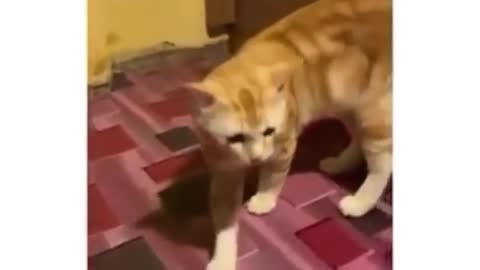 Funniest Cats!!!Don't try to hold back Laughter ! Agressive Cats