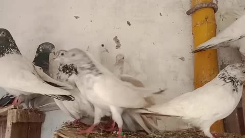 Beautiful pigeon breeder pair best flying parvaazi