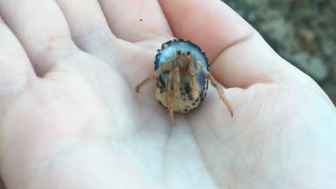 Hilarious reaction to saying goodmorning to a crab.