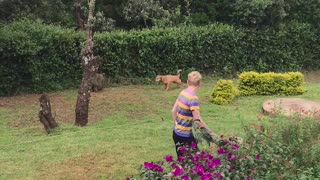 Dog Chasing off a Baboon