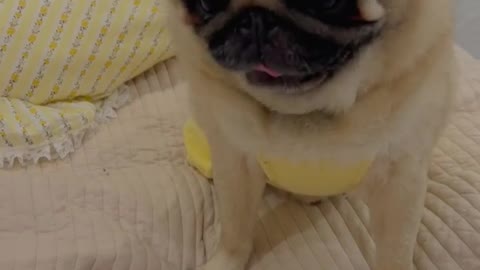 The pug playing over the bed After dinner