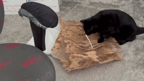 Cute Precious Piper Makes Her Own Toy - Adopting a Cat from a Shelter Vlog