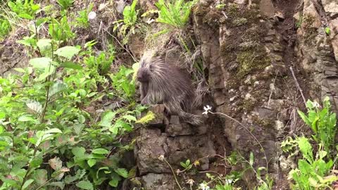 Porcupine Climbing Tree,Very Rare Footage