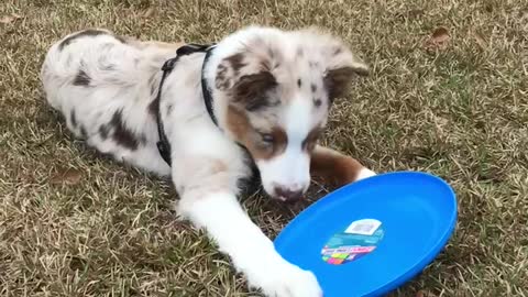 Aussie Puppy's learns to catch a flying disc