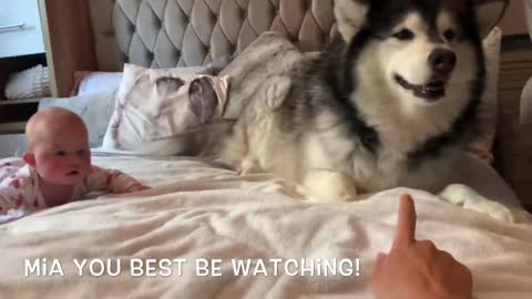 Dog Tries To Teach Baby To Crawl (Cutest reaction!!)