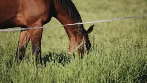 A close-up of a horse eating grass in the field