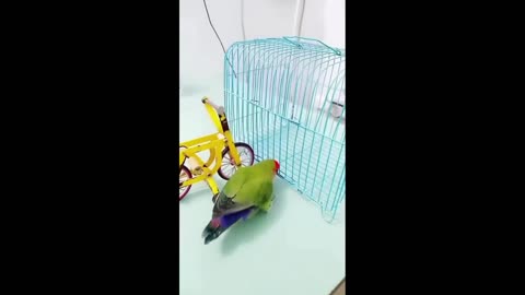 Parrot riding bicycle #parrot #shorts