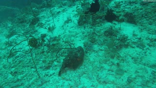 Divers Rescue a Trapped Stonefish