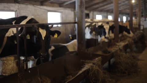 Cows on Farm. Black and white cows eating hay in the stable. Barn. Cowshed