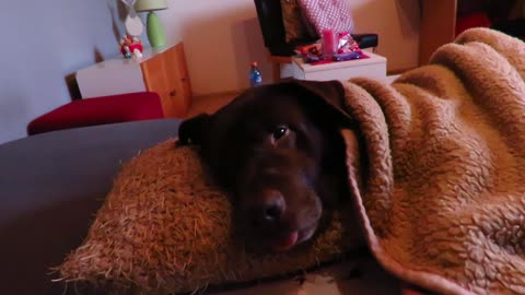 Dog waking up from being sedated for surgery