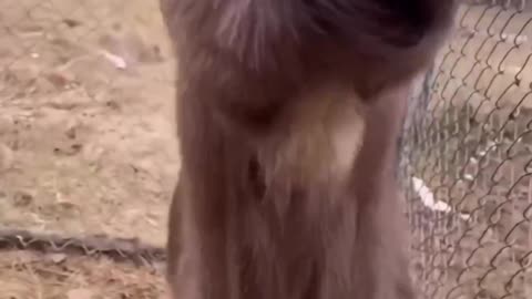 Most Funny Goat Ever