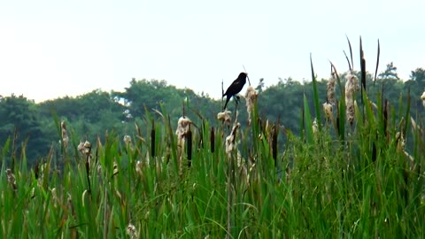 Red-winged blackbird