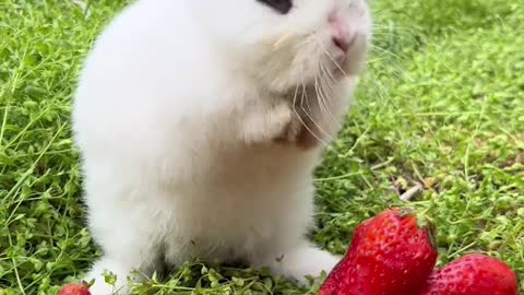 Lovely rabbit