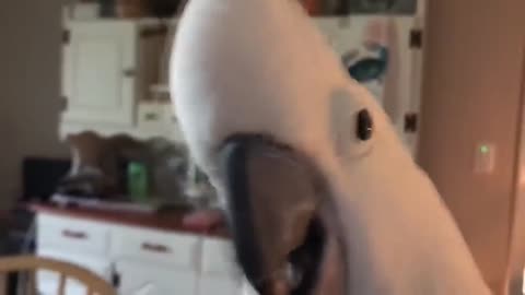 Funny Parrots Going Crazy