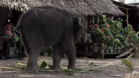 WS Baby elephant eating leaves Bangkok, Thailand