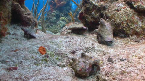 Hermit Crabs on Ocean Floor