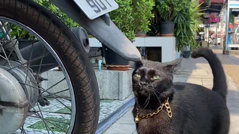 Playing With A Cat On The Street