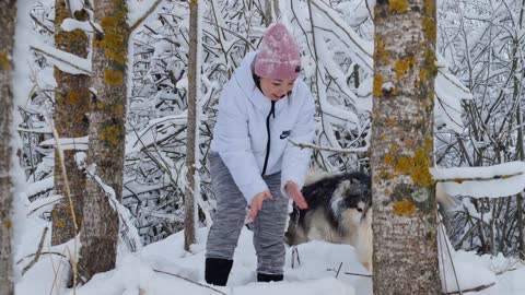 Husky enjoying snow morning