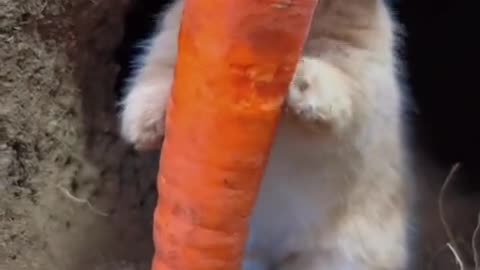 The little rabbit is pulling out carrots.