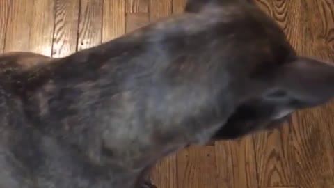 Grey pitbull tries to high five girl but hits camera