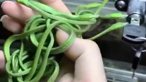 The rarest and most unusual snakes.