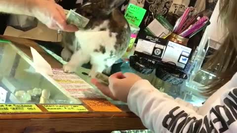 The Bunny Handles the Money