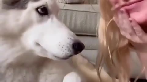 Funny dog reaction to sound