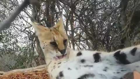 Savannah the Serval Cat.