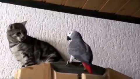 Best Funny video Parrot VS cat 🦜🐱