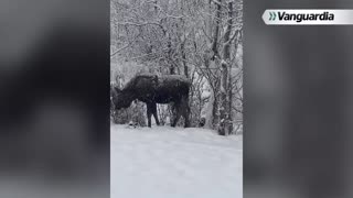 Santandereano residente en Alaska