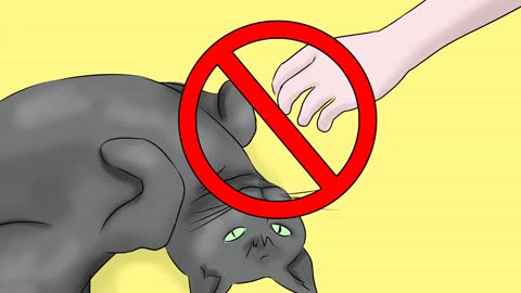 How to help your cat with Epilepsy