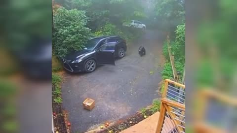 Woman walks to her car and finds a black bear inside!.