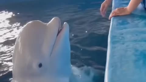 Dolphin is kiss me and hug 🤗