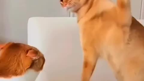 Funny Cat vs Dog😁🤣