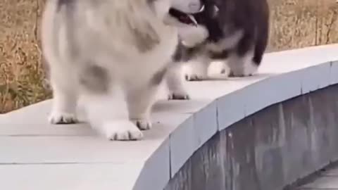 Cute and funny dogs