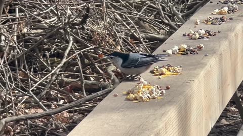 What’s the rush little nuthatch