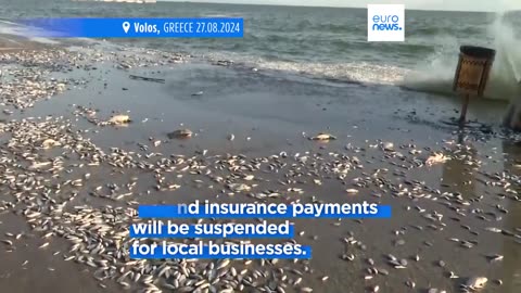 Greek authorities announce financial support after dead fish wash into Volos