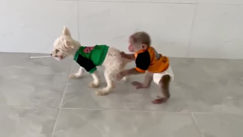 Funny Animals Monkey and Puppy! Try Not To Laugh!