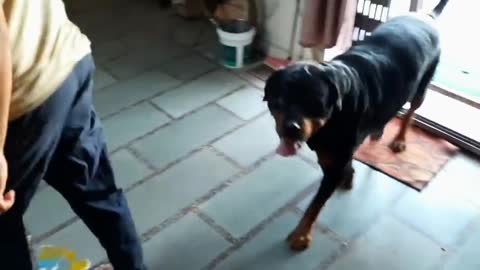 Dog training video||best guard dog breed||well trained rottweiler.