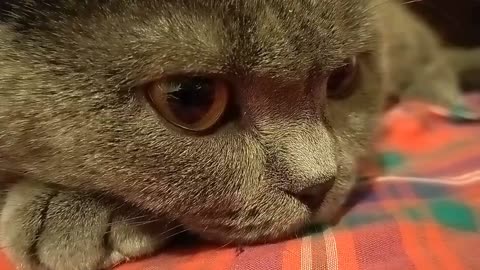 Chubby British Blue Cat posing for camera