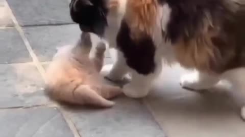 Beautiful cat dancing with your mom's.😲😔😀