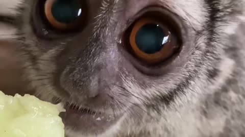 Beautiful eyes 😍 #comedy #funny #viralvideo #pet #cat #dog #nature