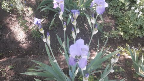 Iris family