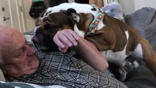 Bulldog shows owner with overwhelming affection