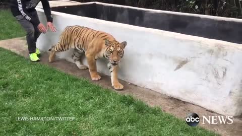 Lewis Hamilton Scares a Tiger