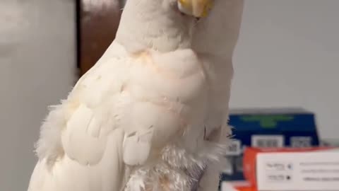 Sunday Mornings Unfeathered: Preparing Breakfast for My Trio of Cockatoos