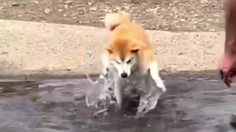 Funny animal video