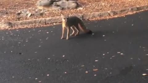 Dinnertime For a Wild Fox