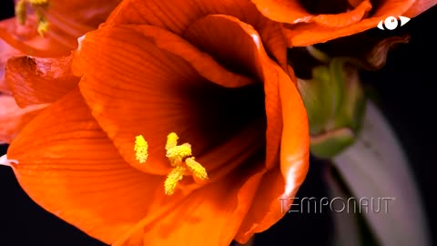 Amaryllis Timelapse 4K 60fps