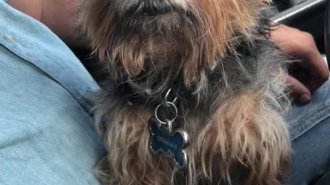 Cute yorkie falls asleep on car ride